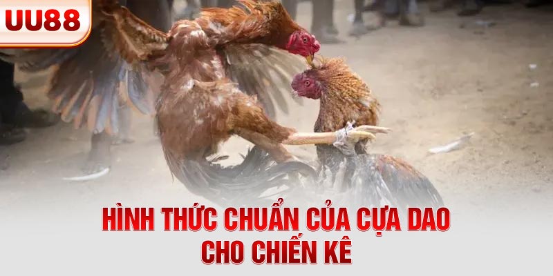 Hình thức chuẩn của cựa dao cho chiến kê Hình thức chuẩn của cựa dao cho chiến kê