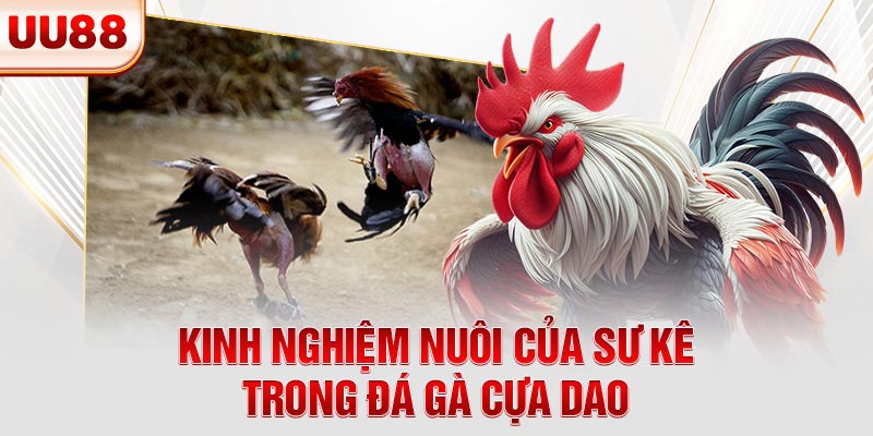 Kinh nghiệm nuôi của sư kê trong đá gà cựa dao Kinh nghiệm nuôi của sư kê trong đá gà cựa dao