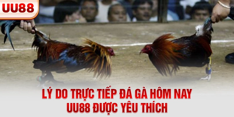 Lý do trực tiếp đá gà hôm nay UU88 được yêu thích