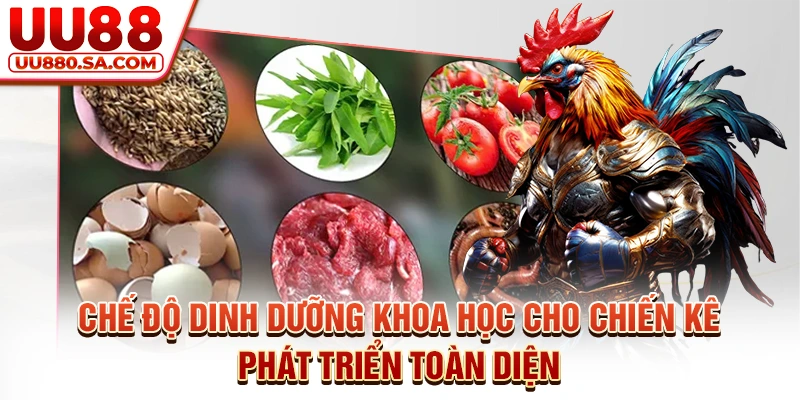 Chế độ dinh dưỡng khoa học cho chiến kê phát triển toàn diện